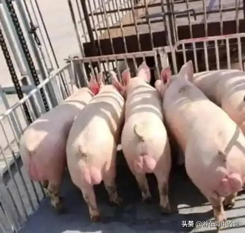  重要提醒河南山东江苏四省母猪折损五成