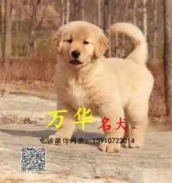纯种金毛幼犬多少钱金毛好养活吗金毛犬舍