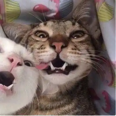  猫咪头像可爱图片萌宠猫咪图片大全可爱