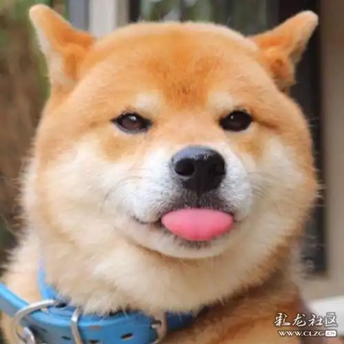  哎,养只什么狗好呢求支招