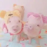  小猪个性头像图片大全微信头像图片大全