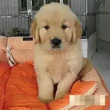  标题苏州哪里有卖金毛犬苏州哪里出售的金毛犬好看苏州哪里出售的金毛便宜