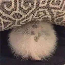  你能想到猪还能萌成这样吗