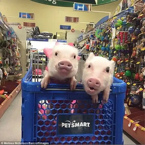  这对情侣宠物猪时尚起来也是没谁了