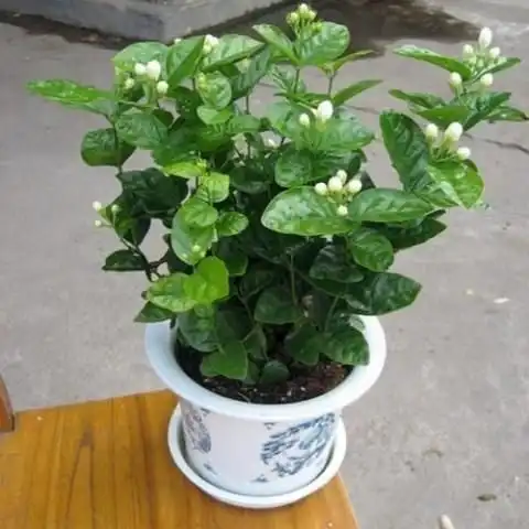  比香水还要香的9种花,聪明的女人都知道养在阳台上,满屋子飘香