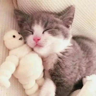  苏旬萌宠情头枪于玫瑰随时为情侣头像我要个性网