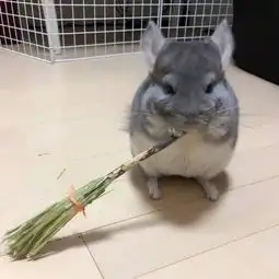  无聊给龙猫做了把扫帚,龙猫拿起就打扫了起来