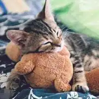  漫画猫咪人物微信头像图片大全