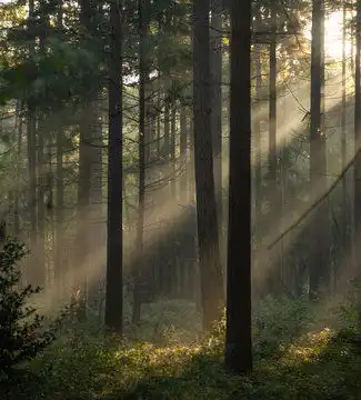  森林图片图源免费点击来源直接获取大图文件森林中的阳光射线日出摄影竖幅森林高清大图