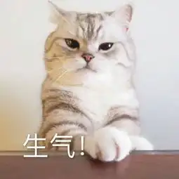  最新搞怪好玩的带字动物头像高清可爱萌萌哒小猫咪头像大全