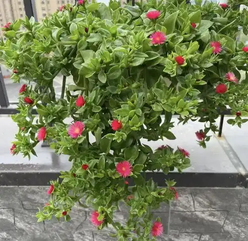  可以吃的吊兰花,阳台种盆牡丹吊兰,新叶子摘下来凉拌吃