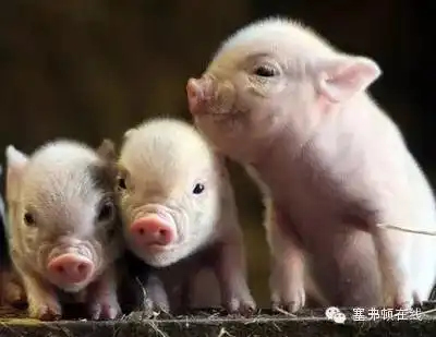  饥饿疗法,在养猪过程中会有意想不到的效果呢