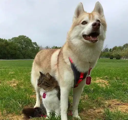 猫狗一起养,到底能不能保证狗身安全