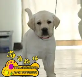  广州买拉布拉多多少钱广州买拉布拉多到哪里好犬舍出售纯种健康拉布拉多幼犬