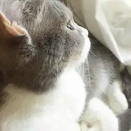  小动物们的呆萌侧脸