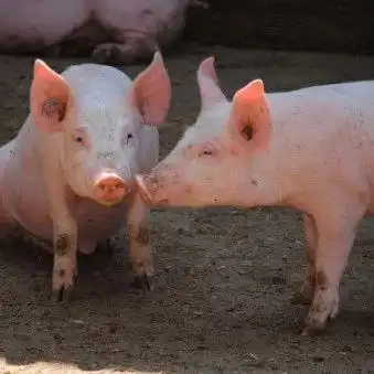  8月cpi出炉同比上涨2.8,这锅猪背了但是