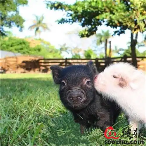  养猪小妙招20thaug.