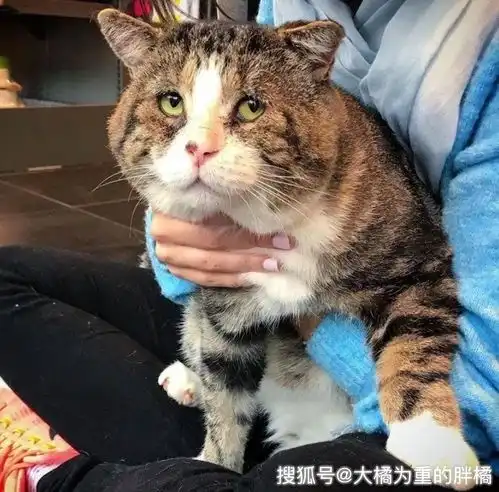 老猫流浪多年害怕人类,却被女孩的温柔打动,生病后再次找到女孩