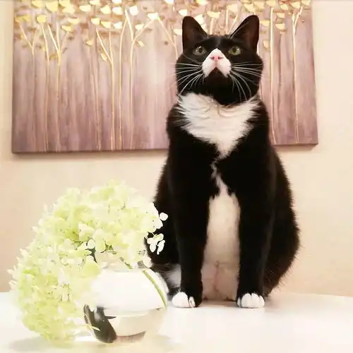  一只用鼻子发射爱心的奶牛猫,模样可爱又魔性