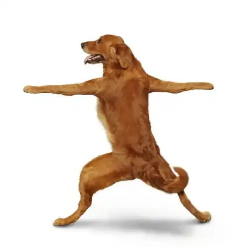  情头超级沙雕的情侣头像不笑我不信