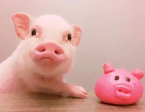  猪肉大降价,刺刀见红的猪茅们