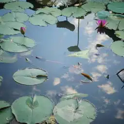  2020大夫山森林公园门票,广州大夫山森林公园游玩攻略,大夫山森林公园游览攻略路线地址门票价格