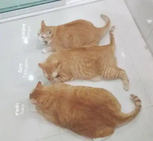 网友养了一群小动物,只看这三只橘猫,就知道宠主是有钱人