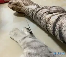  偷偷穿了女友的袜子猫主子同款花纹袜子,买这个到底是什么心态