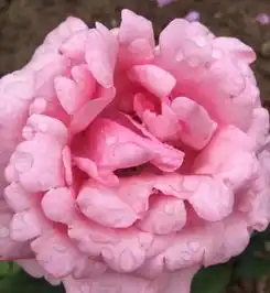  用这些微信头像的人,99颜值非常高