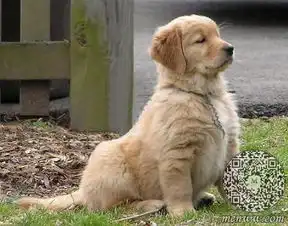 神犬小七小七片酬是多少揭秘各萌宠天价片酬2