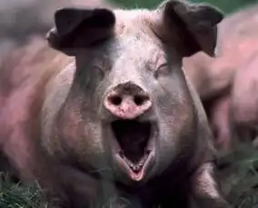  企业新闻企业新闻资讯养猪行业新闻财经