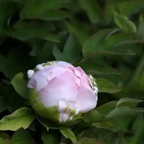  洛阳牡丹花情预报,2021.3.24第四期