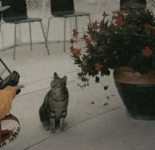  这次是好看的情头