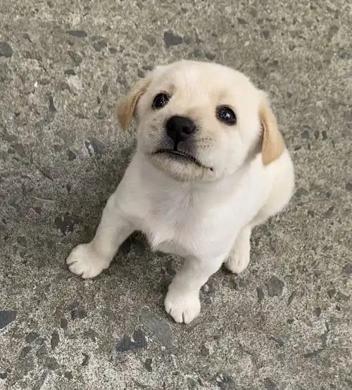  保安叔叔养的小拉布拉多