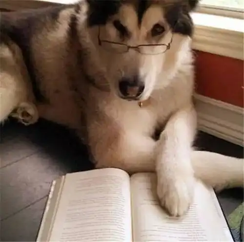  在众多学霸狗中,金毛竟然成了一个叛逆少年