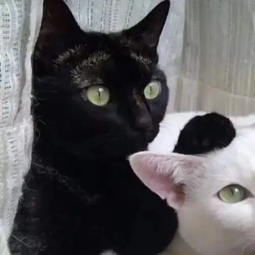 有哪些好看的猫咪情头