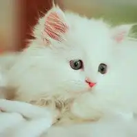  萌贱猫狗的情侣头像卡通猫狗情侣头像一左一右