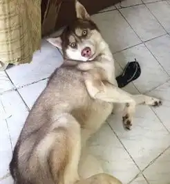  金毛特别不喜欢哈士奇哈士奇和金毛哪个听话从犬类智商上看,金毛完胜哈士奇