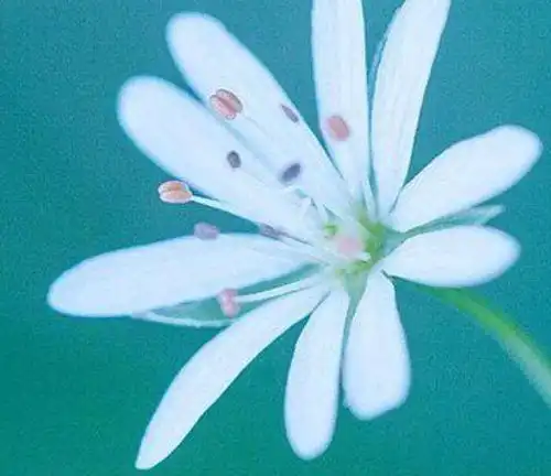  与生俱来凤凰命的3大生肖女,年龄越大越有钱,大富大贵连三代