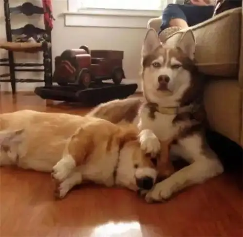  当红小鲜肉柯基竟和二傻哈士奇有着同样的祖先