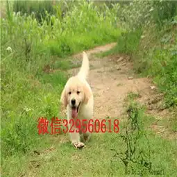 成都哪里能买到纯种金毛犬金毛多少钱一只金毛犬图片金毛犬价格双血统金毛多少钱