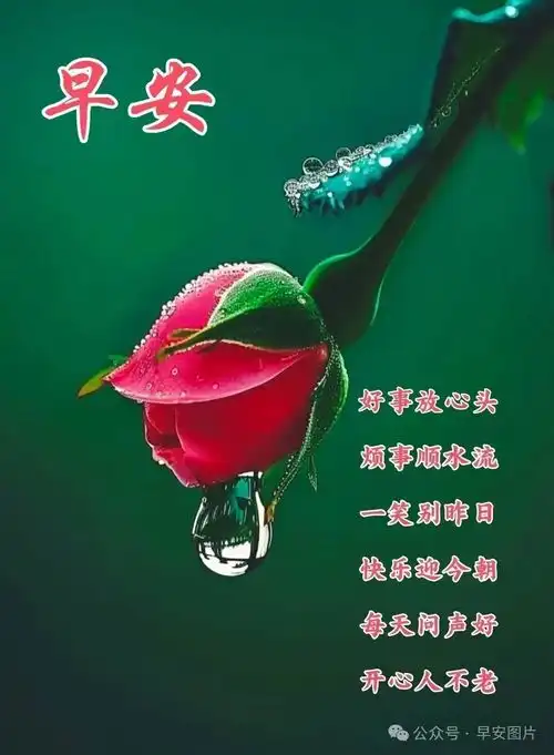  2024年6月20日周四早安图片祝福语,试着不为明天而烦恼,不为昨天而叹息,只为今天更美好周四早安周四早安如花快乐早上好清晨祝福语手机网易网