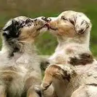  可爱相互亲吻的动物情侣头像图片