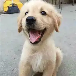  小金毛超级可爱头像精选2018干净利落好过拖拖拉拉