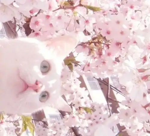  你对猫咪有多了解呢许多人连这6个猫咪小知识都不知道