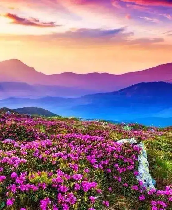  物以类聚,人以群分