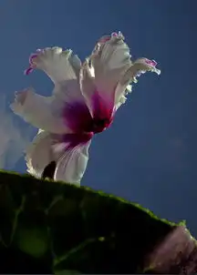  仙客来拜年了祝d7000论坛龙年红红火火