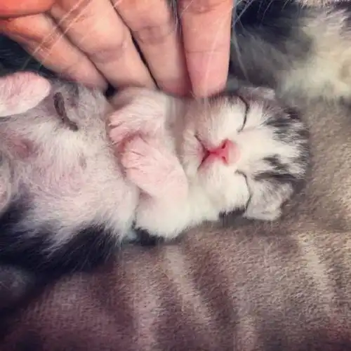  结婚前一晚,未婚妻要我把猫扔掉