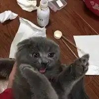  沙雕猫咪情侣头像一对微信头像图片大全