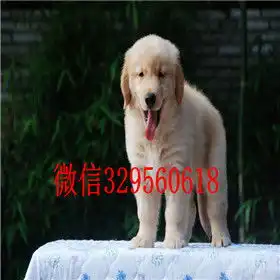  大庆哪里出售金毛犬出售美系美系金毛精品纯种金毛幼犬金毛犬图片